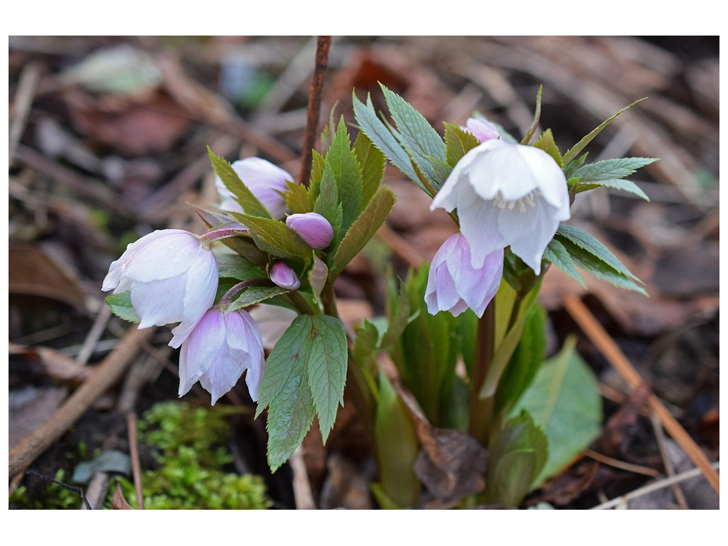 HELLEBORUS THIBETANUS