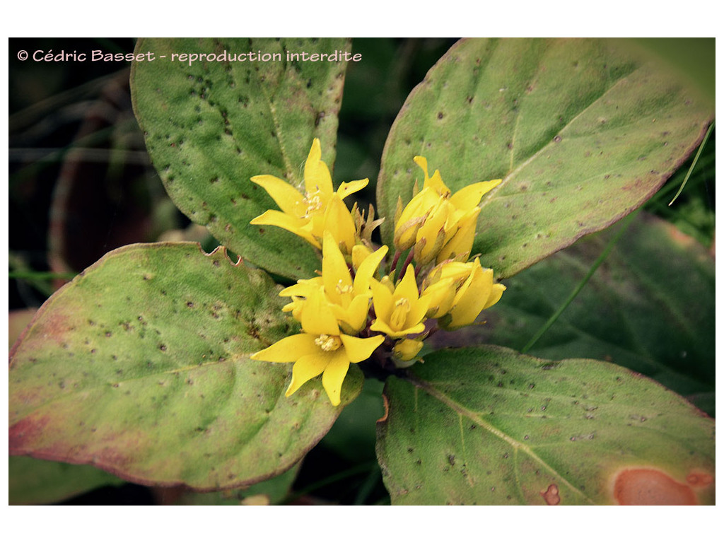 LYSIMACHIA FORDIANA Og454 LYSIMACHIA FORDIANA Og454