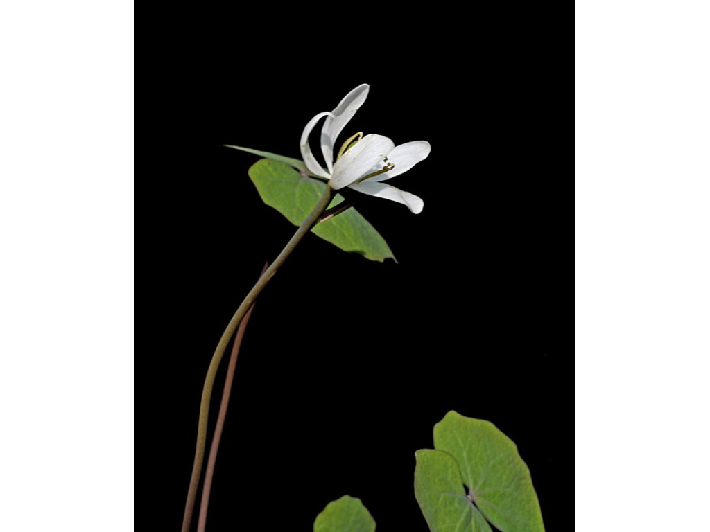 JEFFERSONIA DIPHYLLA