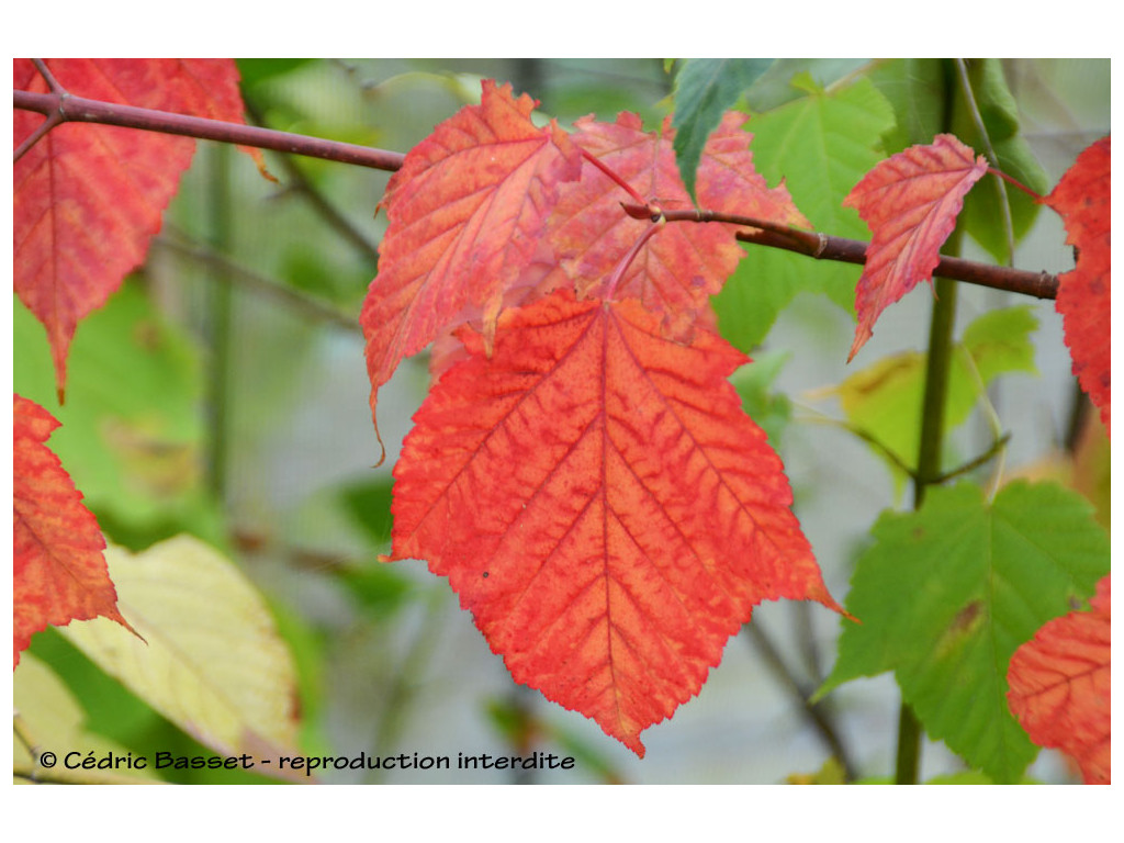 ACER sp. CHINE CBCH789