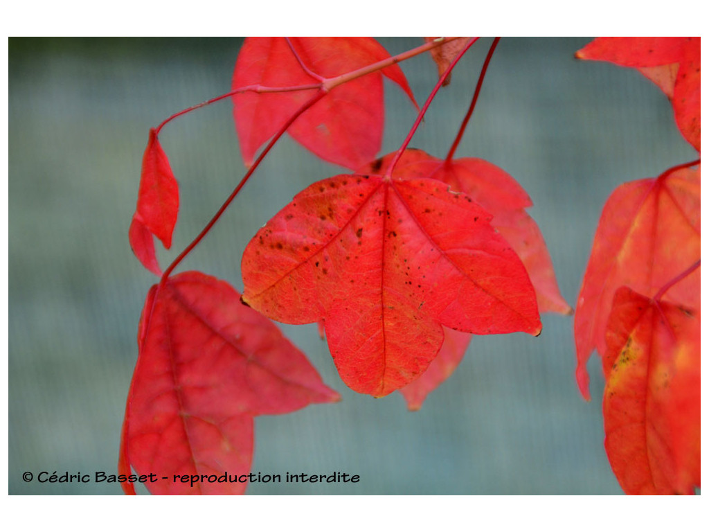 ACER CAMPBELLII var.WILSONII