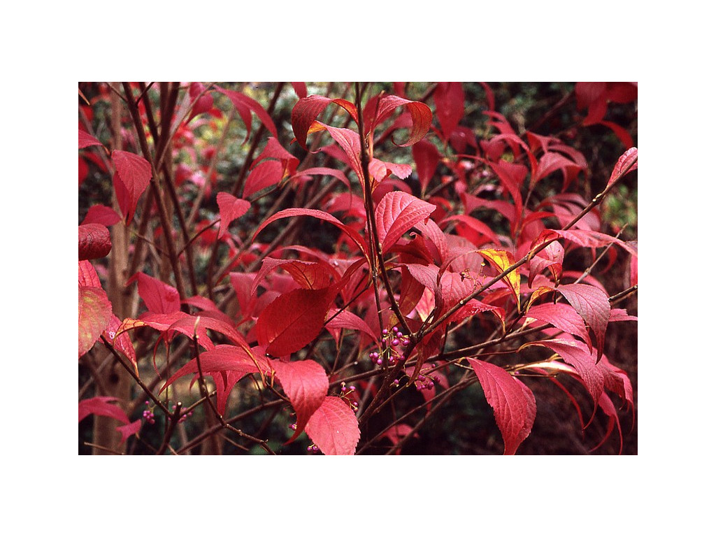 CALLICARPA JAPONICA var.LUXURIANS CMBJP1964