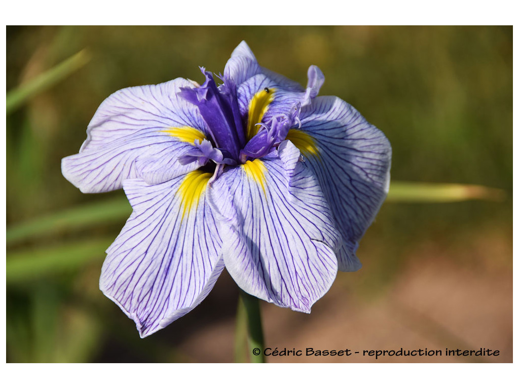 IRIS ENSATA 'PIN STRIPE'
