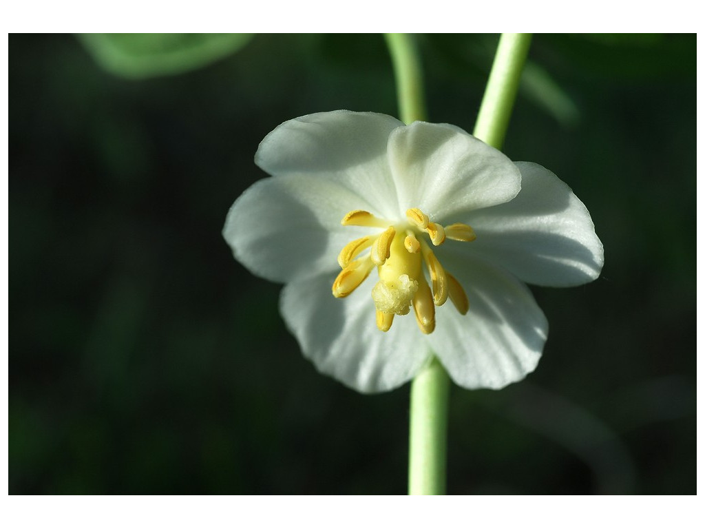 PODOPHYLLUM PELTATUM