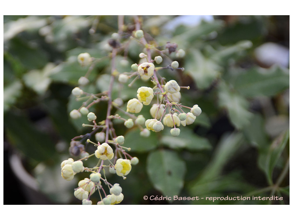 MAHONIA cf.HARTWEGII MAHONIA cf.HARTWEGII