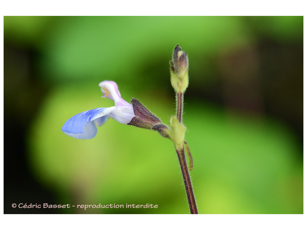 SALVIA PROCURRENS