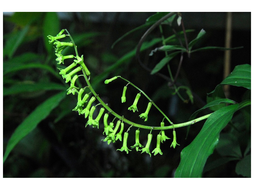 MAIANTHEMUM HENRYI