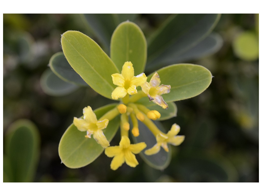 DAPHNE GEMMATA - jeunes plants