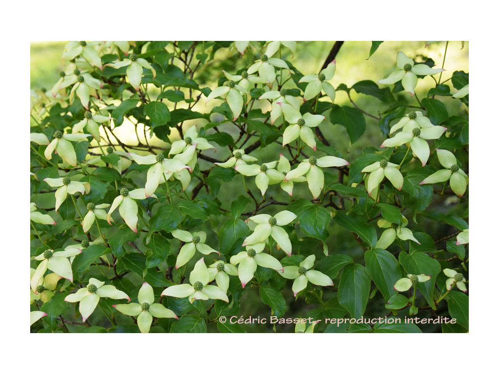 CORNUS KOUSA 'AUTUMN ROSE'