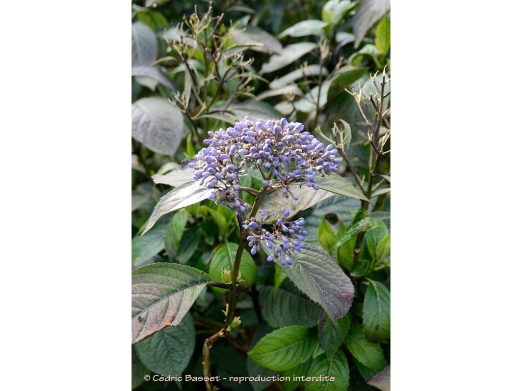 DICHROA FEBRIFUGA 'ROUND BLUE' DICHROA FEBRIFUGA 'ROUND BLUE'