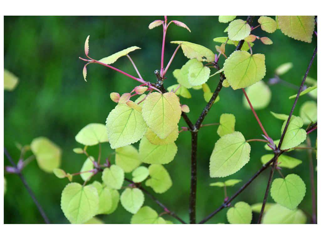CERCIDIPHYLLUM JAPONICUM 'Râ' CERCIDIPHYLLUM JAPONICUM 'Râ'