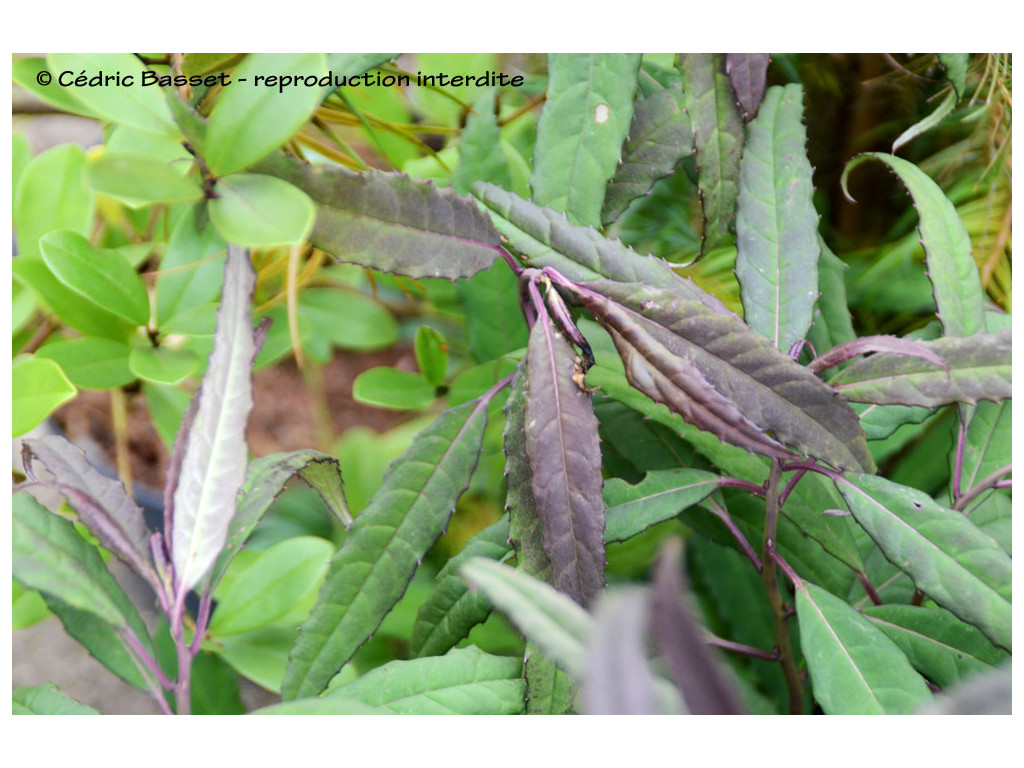 HELWINGIA CHINENSIS 'RAULSTON KING' HELWINGIA CHINENSIS 'RAULSTON KING'