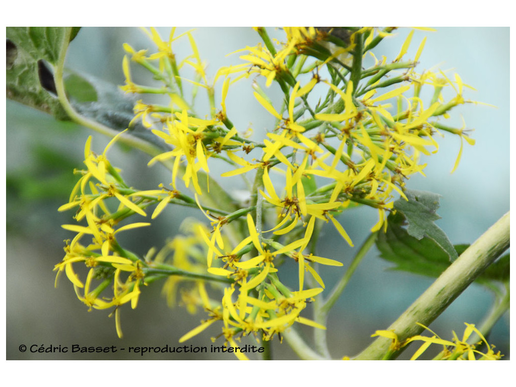 PARASENECIO FORRESTII CHN