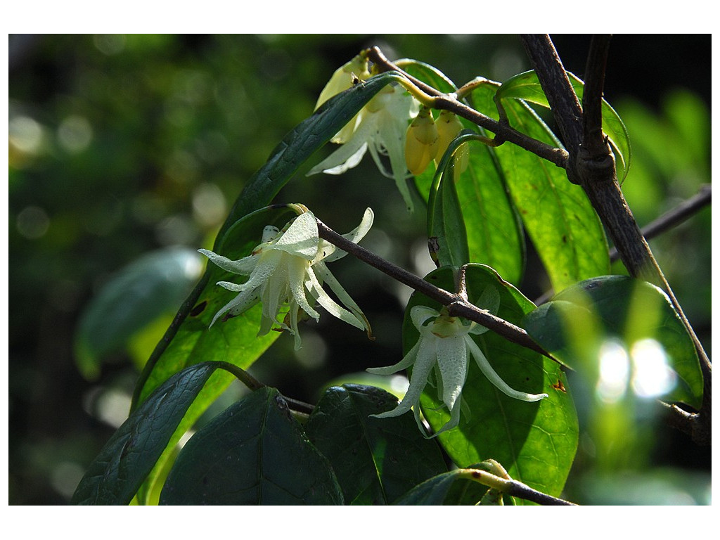 CHIMONANTHUS NITENS CH5218