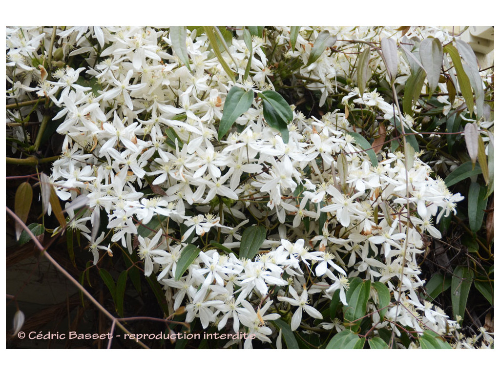 CLEMATIS ARMANDII