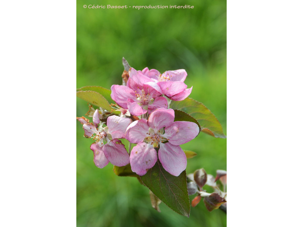 MALUS NIEDZWETZKYANA 'PEKACERVENCA'
