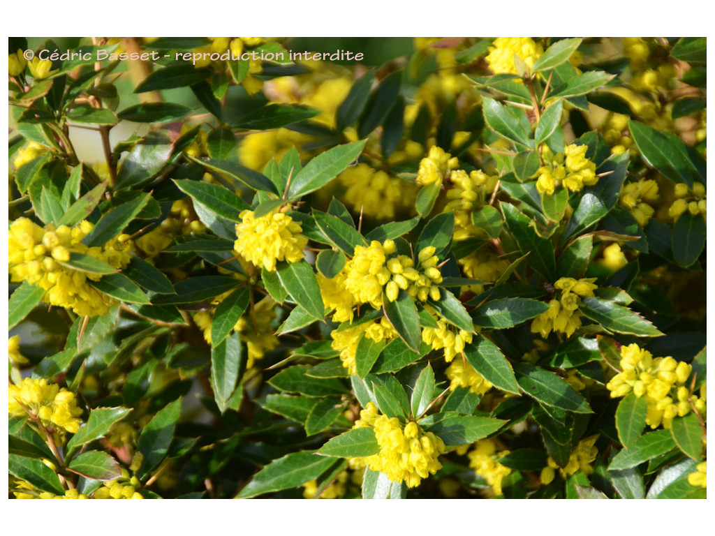 BERBERIS KAWAKAMII CMBTW1621 BERBERIS KAWAKAMII CMBTW1621