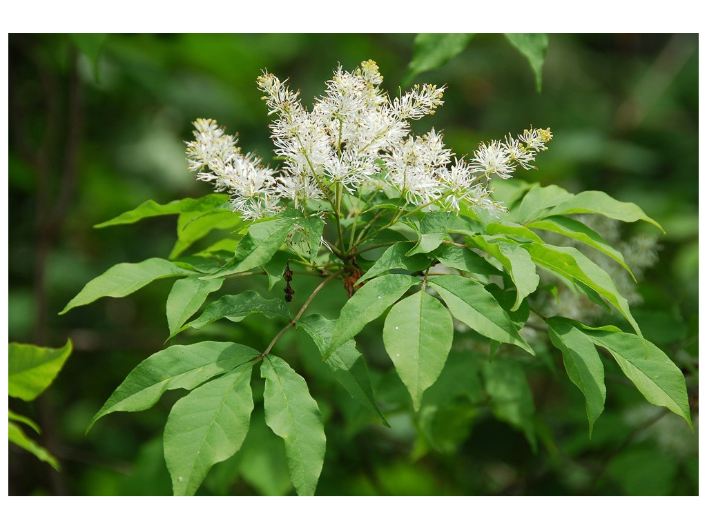 FRAXINUS LONGICUSPIS