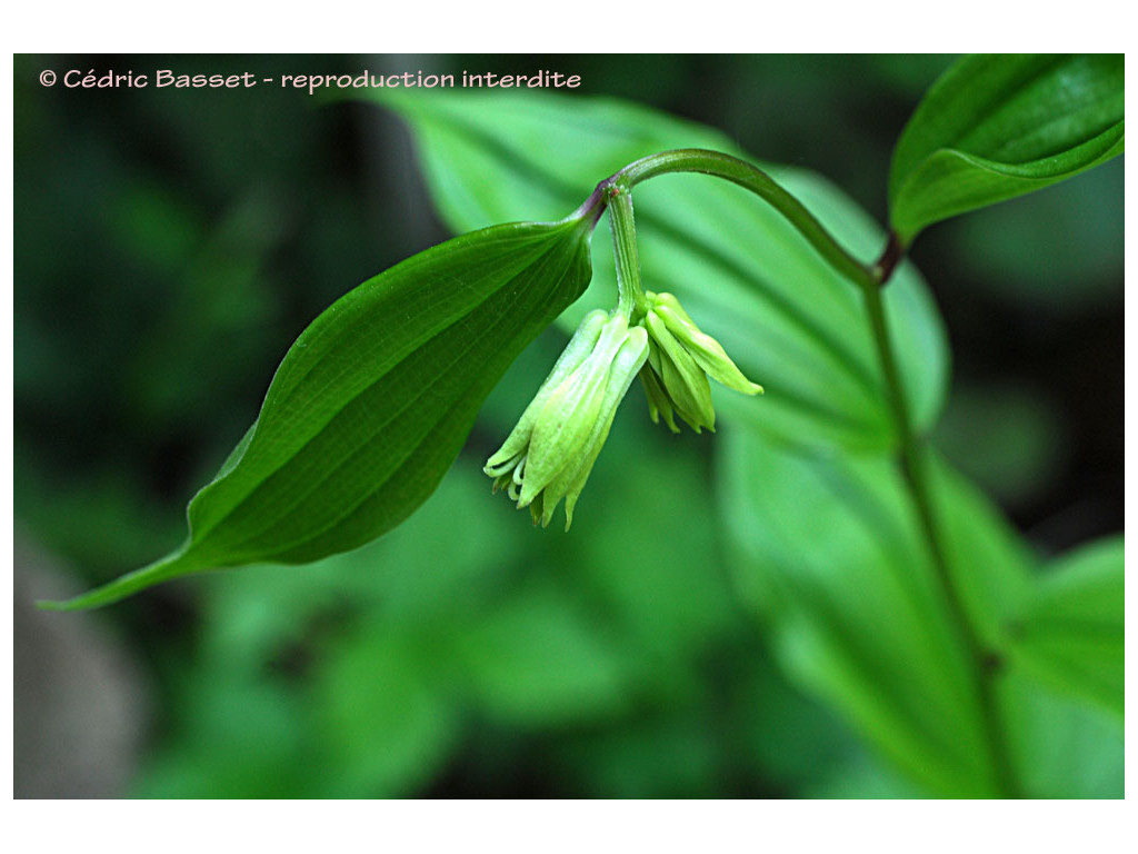 DISPORUM LEUCANTHUM DISPORUM LEUCANTHUM