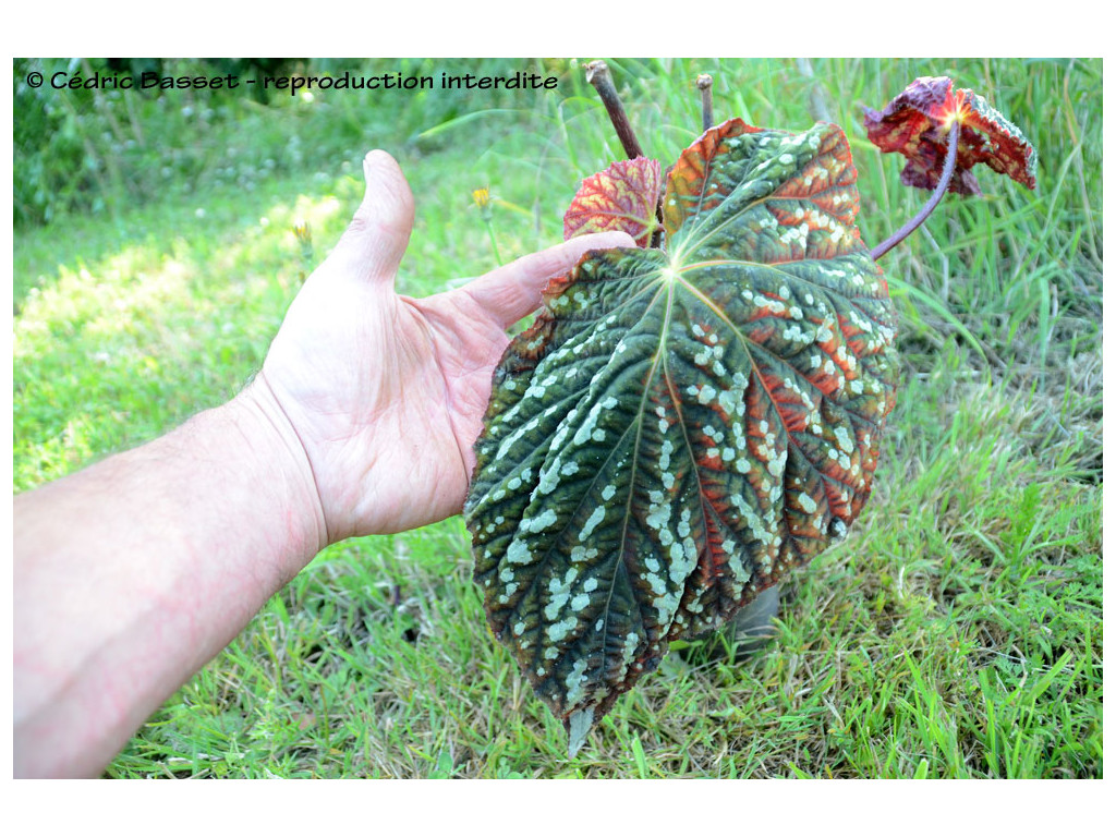 BEGONIA aff.AIENSIS
