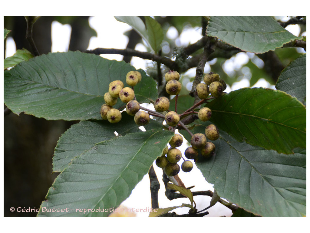 SORBUS THIBETICA