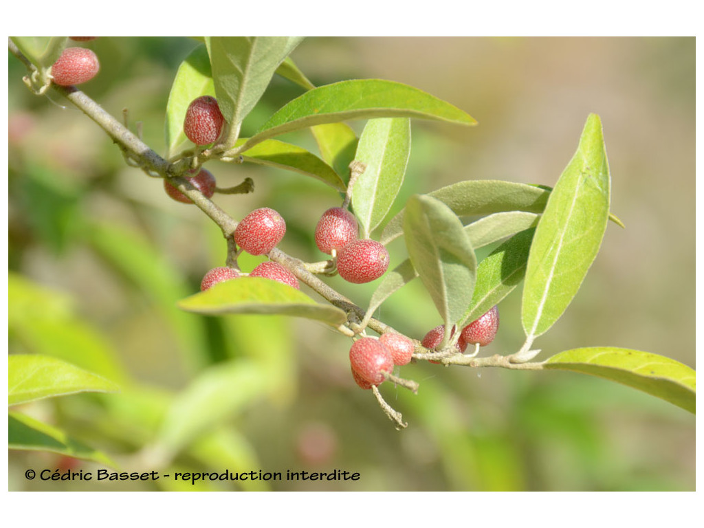 ELAEAGNUS PARVIFOLIA ELAEAGNUS PARVIFOLIA