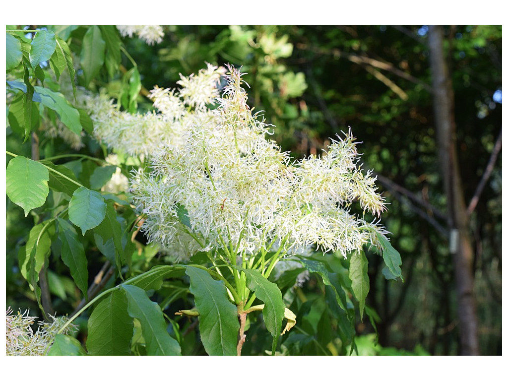 FRAXINUS SIKKIMENSIS