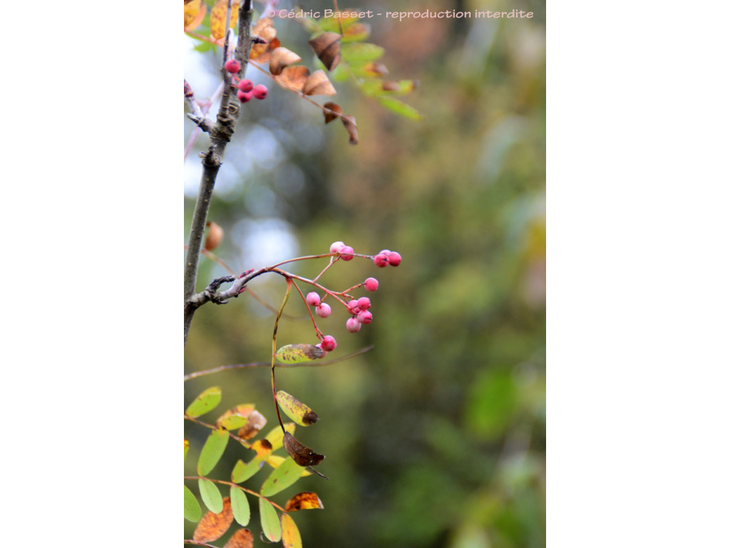 SORBUS LAXIFLORA