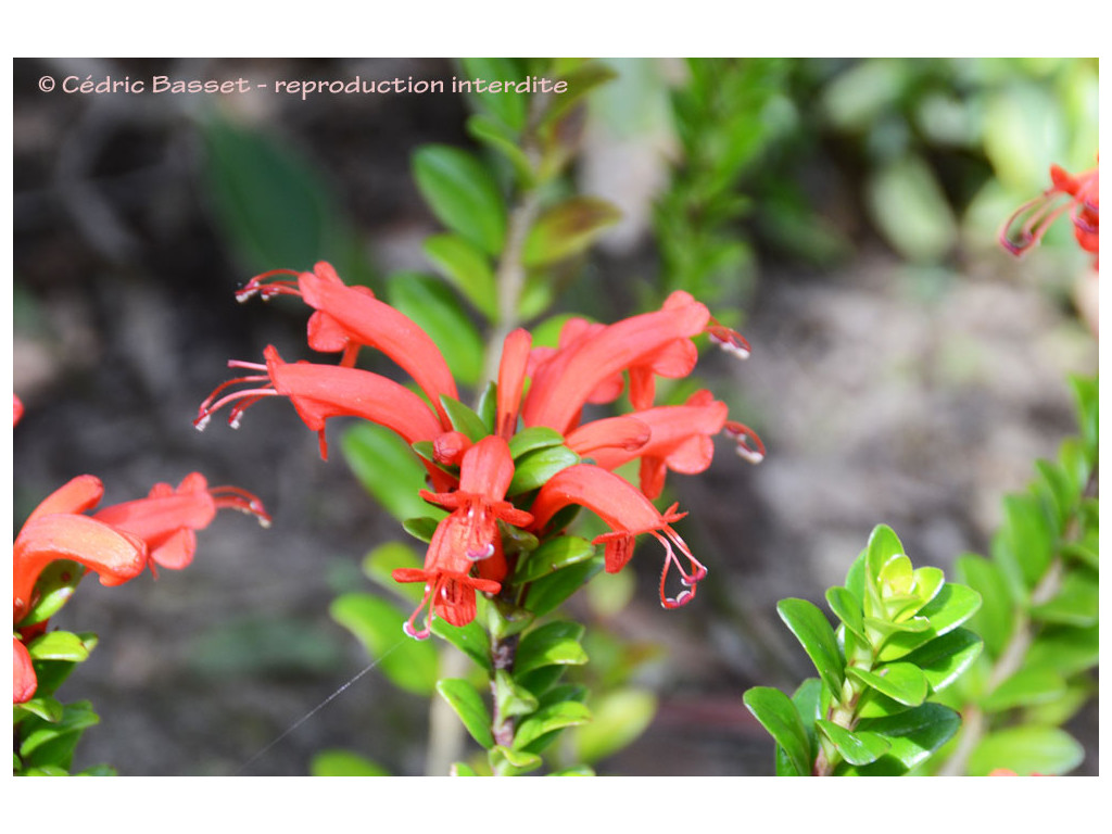 AESCHYNANTHUS BUXIFOLIUS AESCHYNANTHUS BUXIFOLIUS
