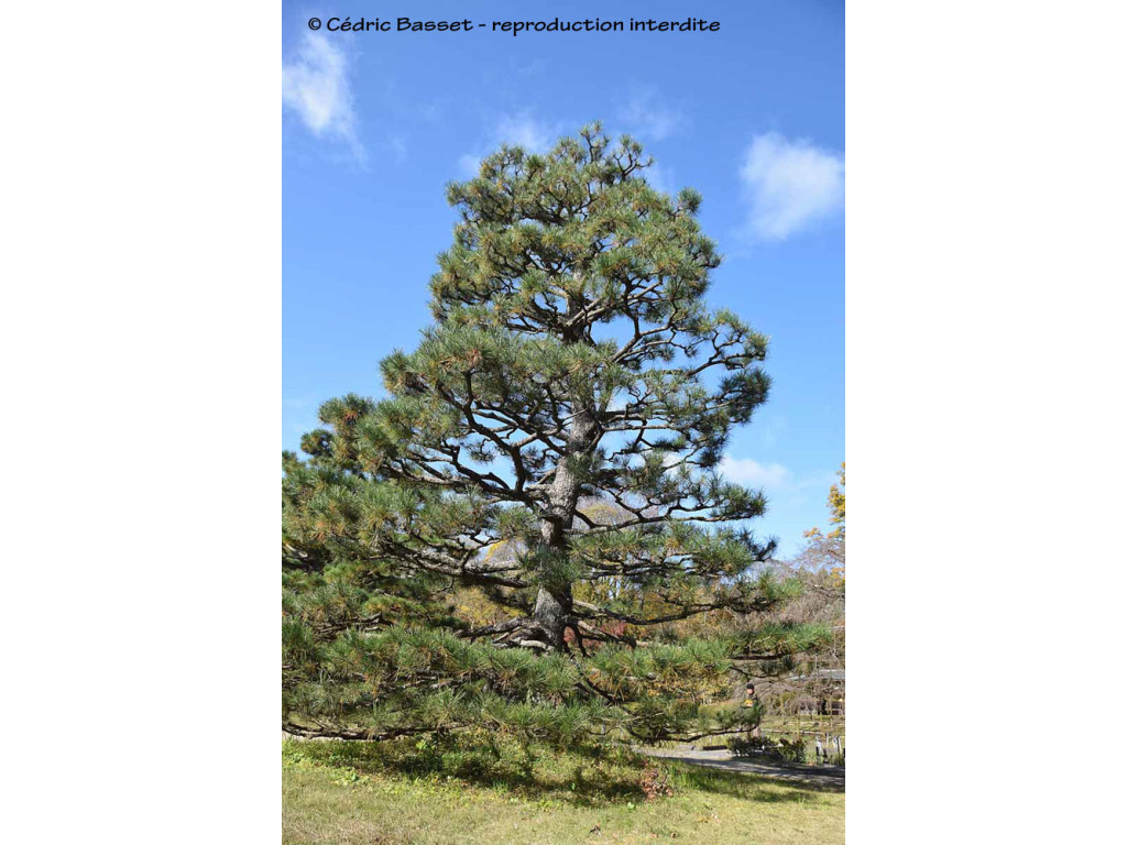 PINUS THUNBERGII JP7191
