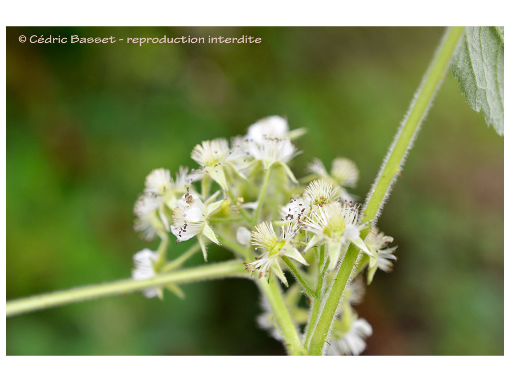 RUBUS IDAEUS subsp.STRIGOSUS