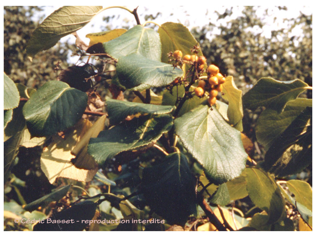 EHRETIA MACROPHYLLA