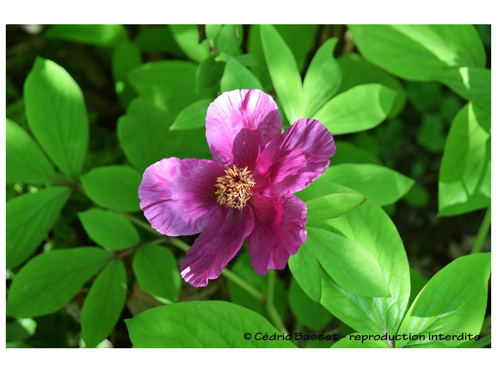 PAEONIA MASCULA subsp.ARIETINA TR1564 PAEONIA MASCULA subsp.ARIETINA TR1564