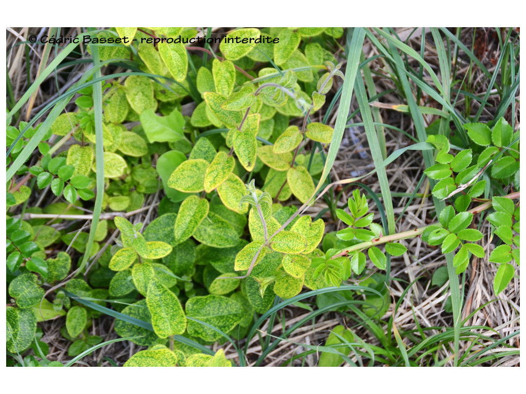 LONICERA JAPONICA 'MITO' CBMR2228