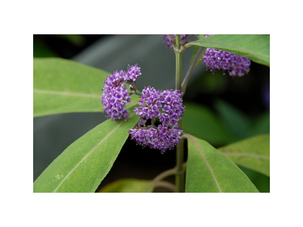 CALLICARPA LONGISSIMA CH2128