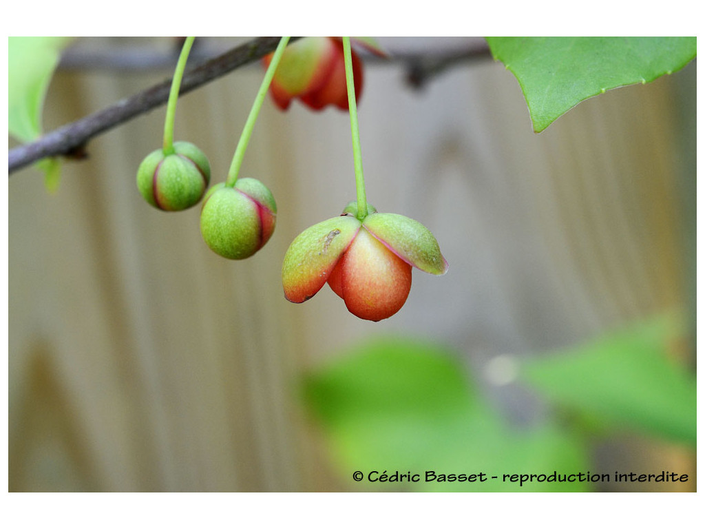 SCHISANDRA ARISANENSIS MLB2345 SCHISANDRA ARISANENSIS MLB2345