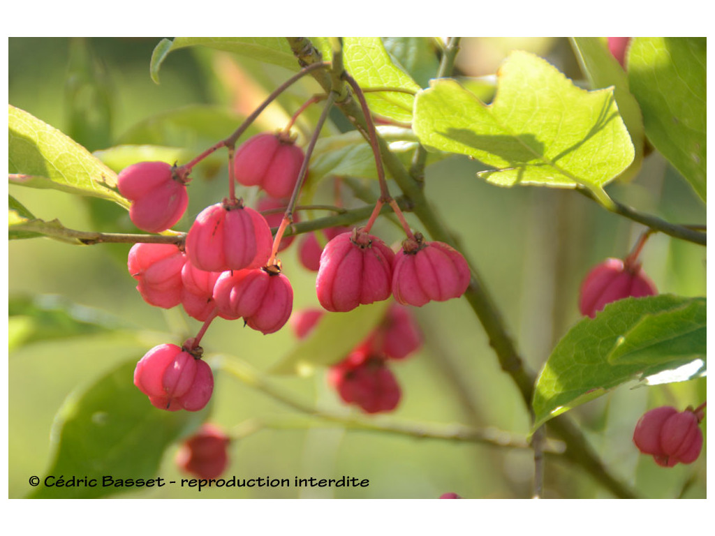 EUONYMUS MAACKII EUONYMUS MAACKII