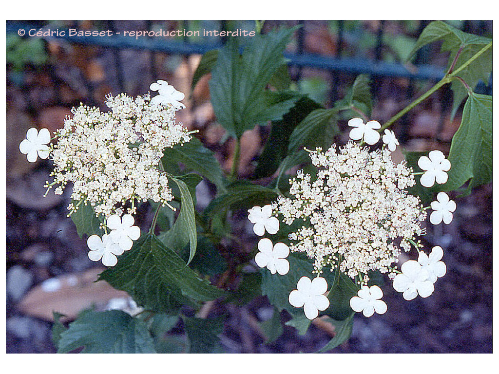 VIBURNUM KOREANUM