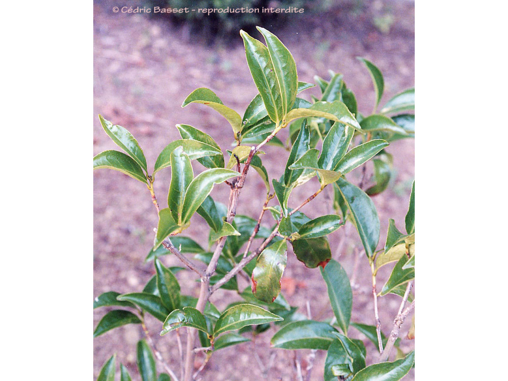 CAMELLIA CRAPNELLIANA CAMELLIA CRAPNELLIANA