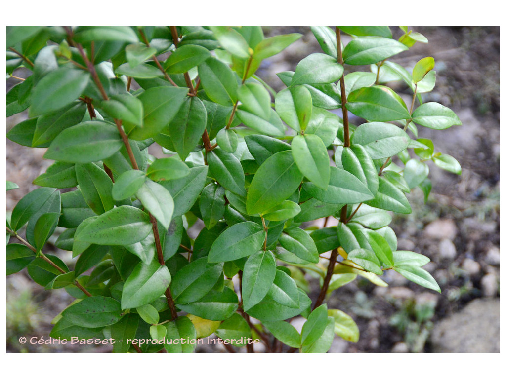 MYRTUS COMMUNIS MYRTUS COMMUNIS