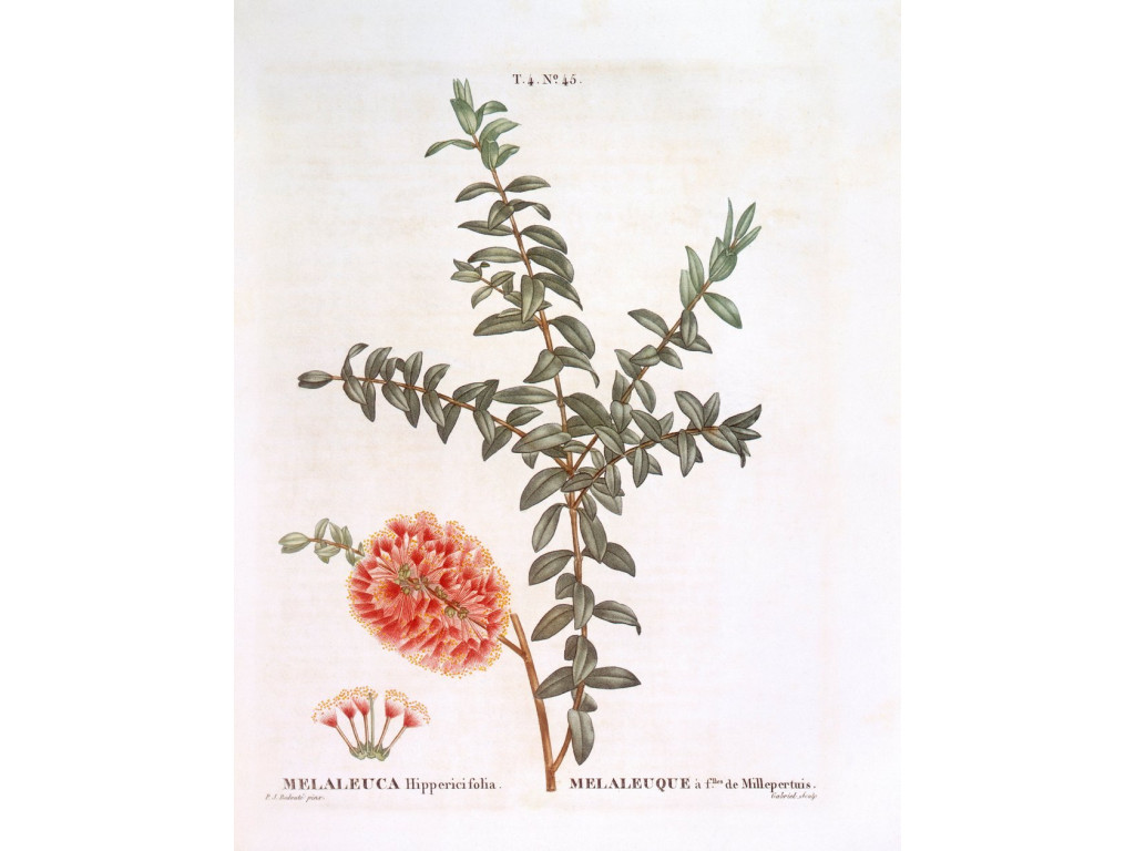MELALEUCA HYPERICIFOLIA AU7471
