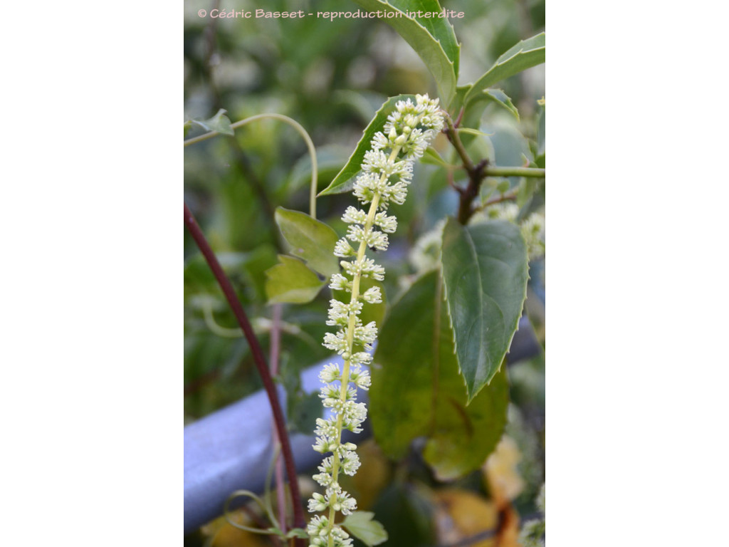 ITEA YUNNANENSIS