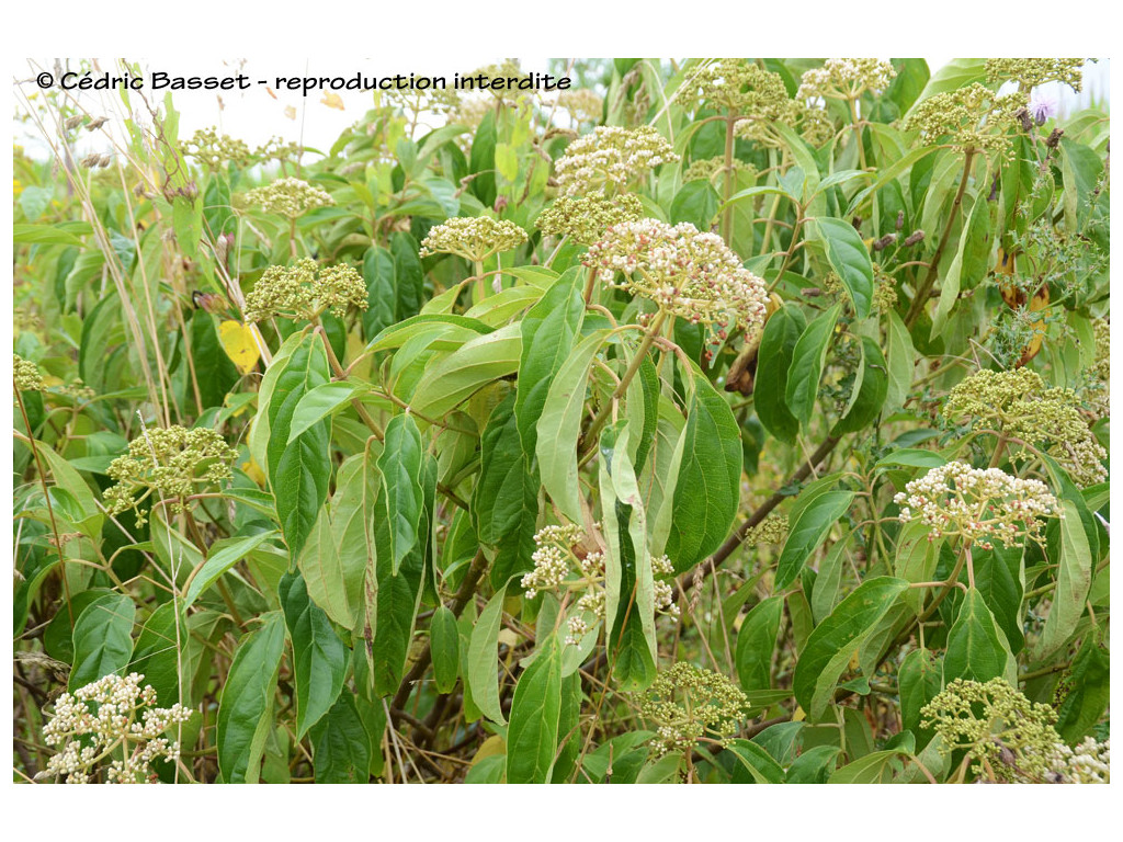 VIBURNUM CYLINDRICUM VIBURNUM CYLINDRICUM