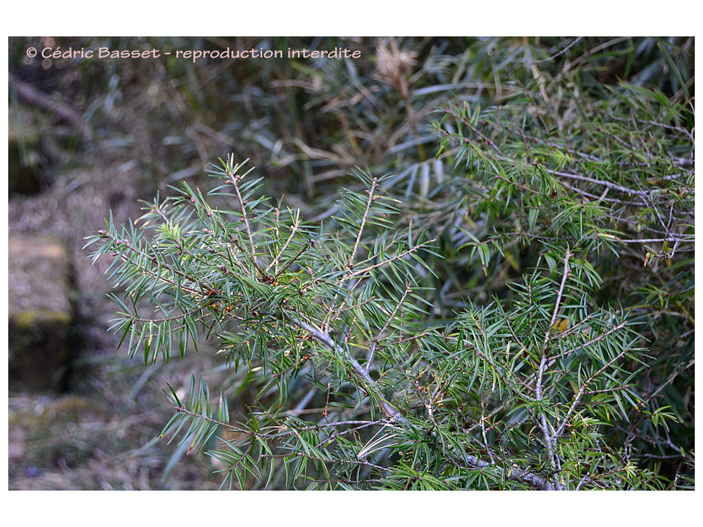 PSEUDOTSUGA SINENSIS var.WILSONIANA TW7614