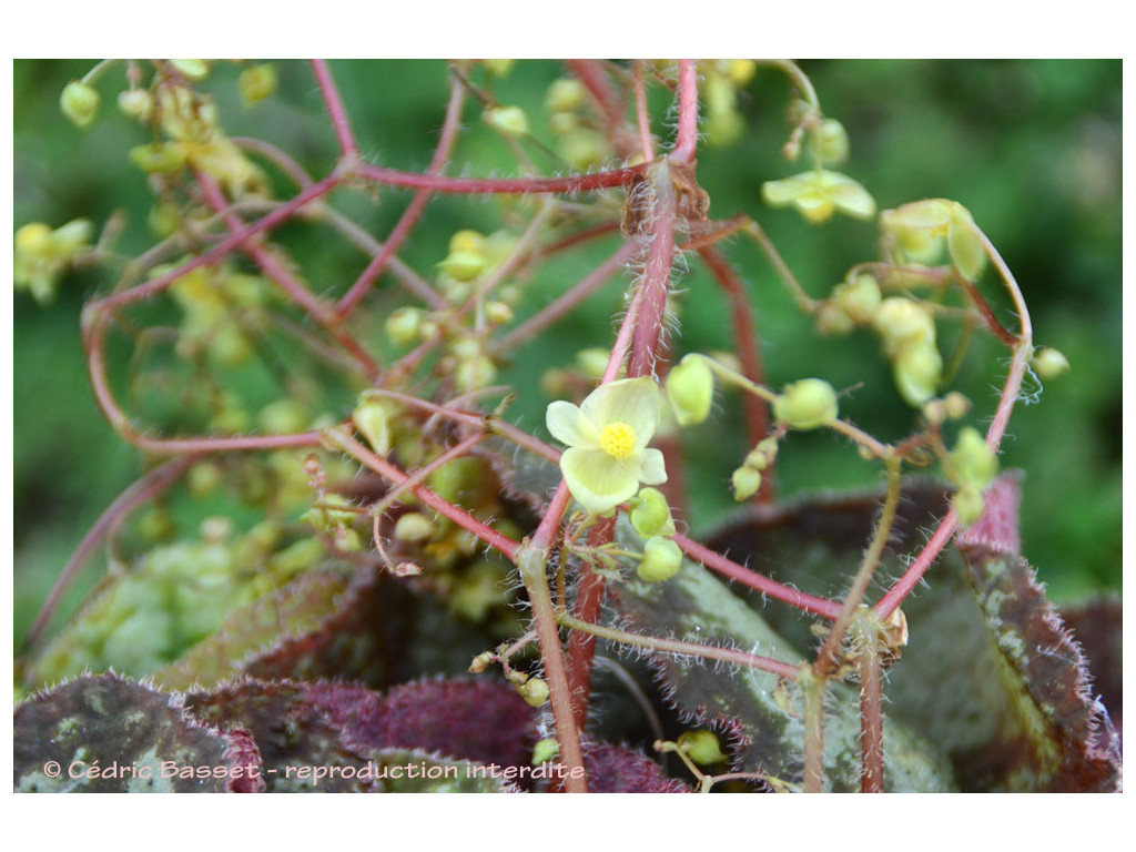 BEGONIA sp.5 Vietnam