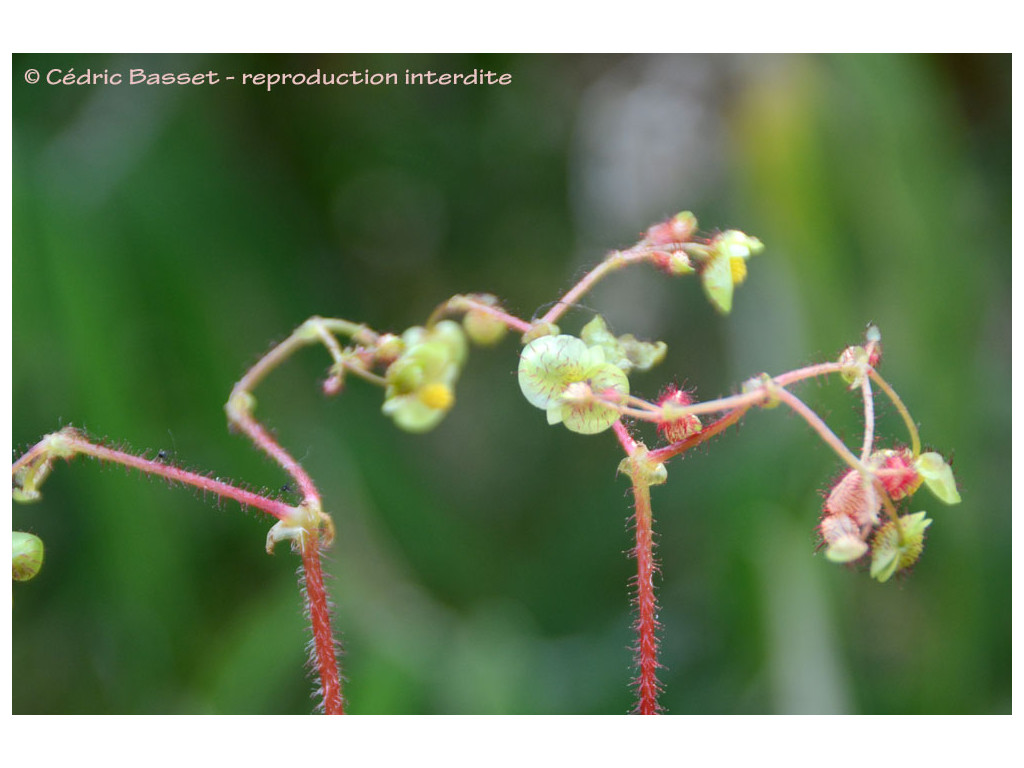 BEGONIA sp.4 Vietnam