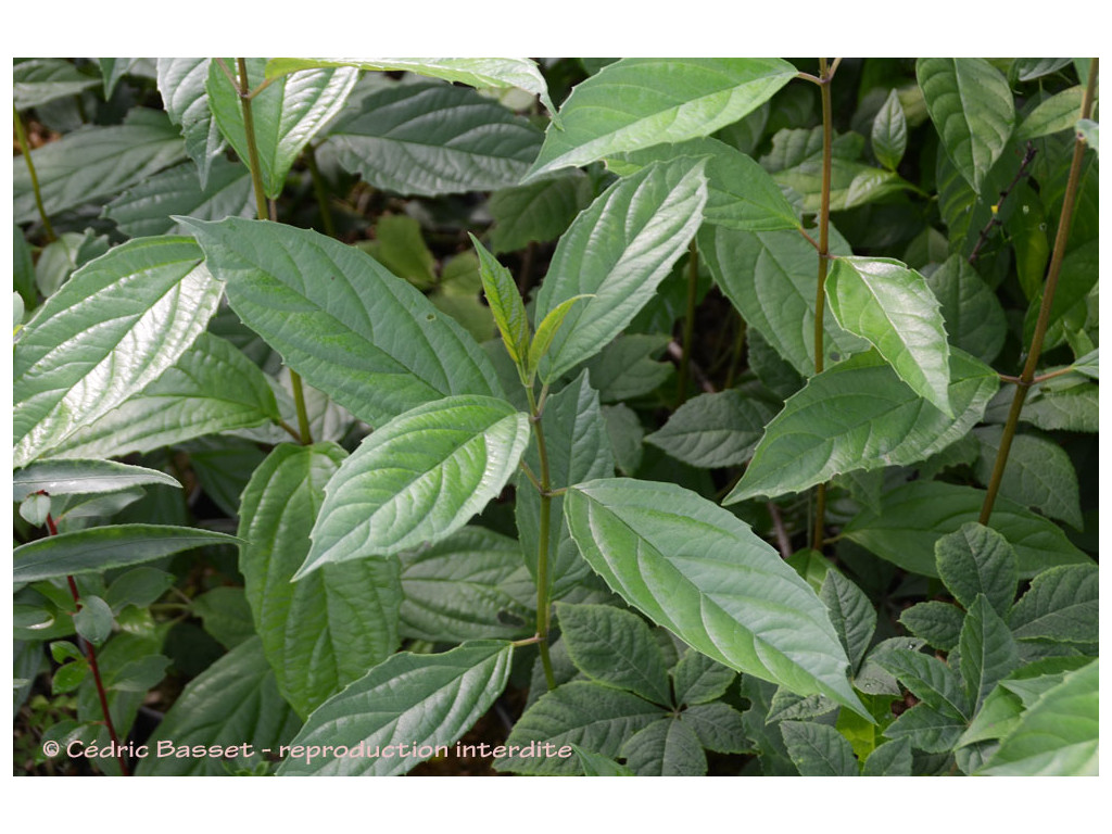 VIBURNUM CYLINDRICUM Arunachal Pradesh