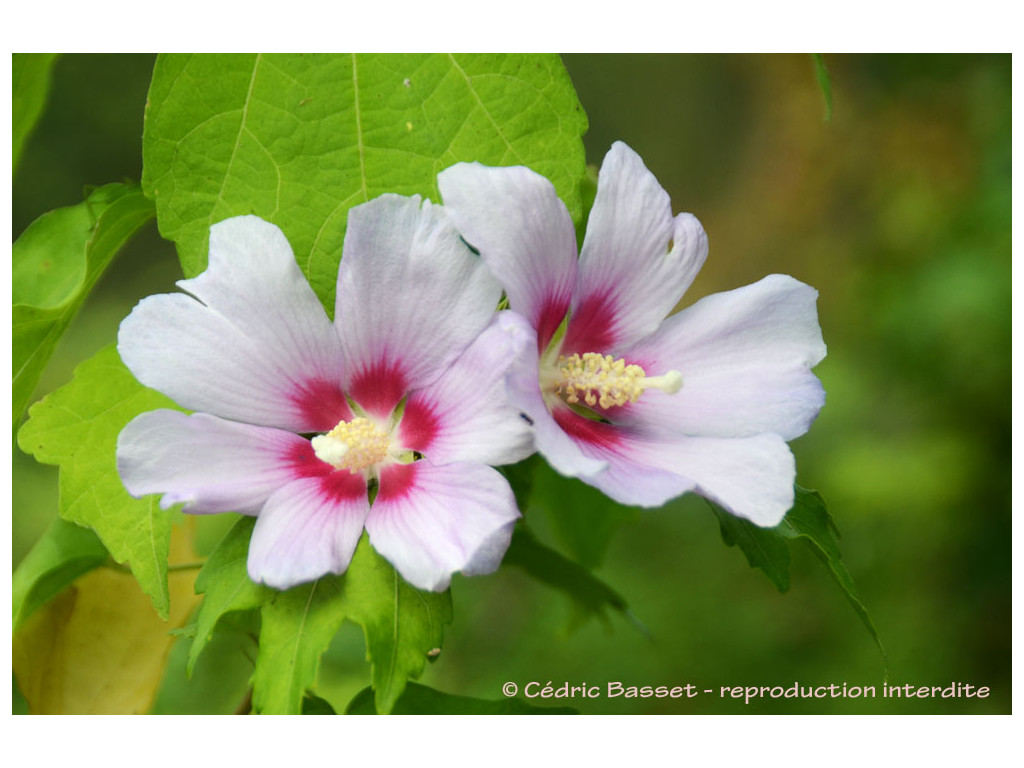 HIBISCUS SYRIACUS 'SUYANG YEONG GWANG'