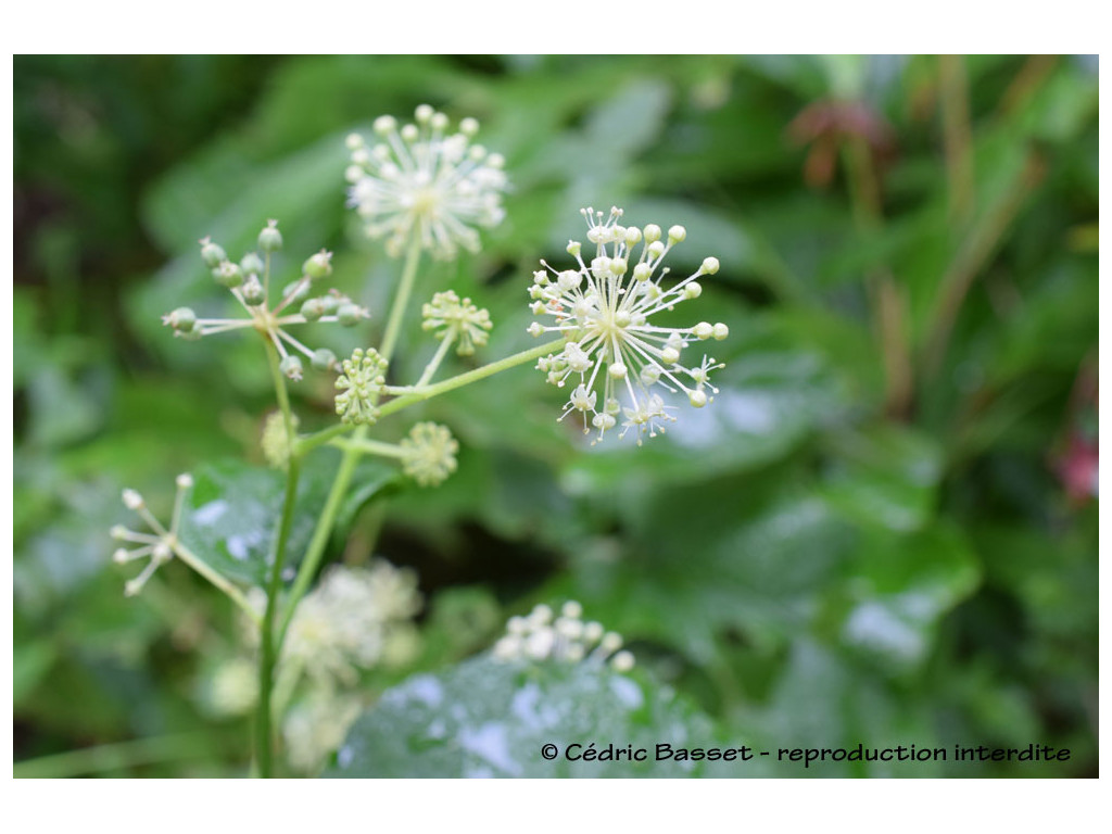 ARALIA CORDATA var.SACHALINENSIS