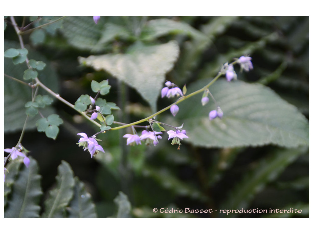 THALICTRUM DELAVAYI 'HINKLEY'